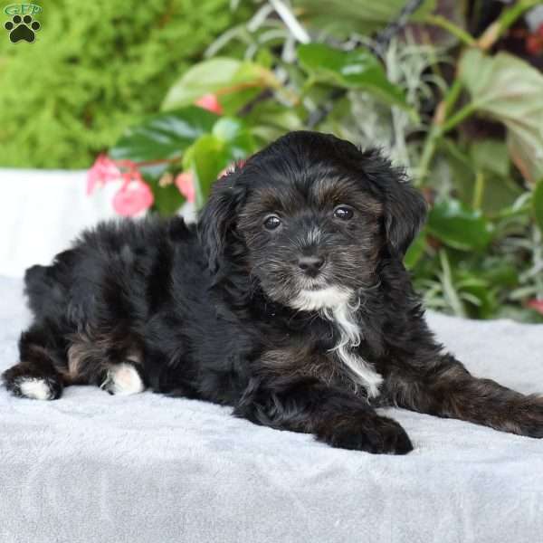Riley, Yorkie Poo Puppy